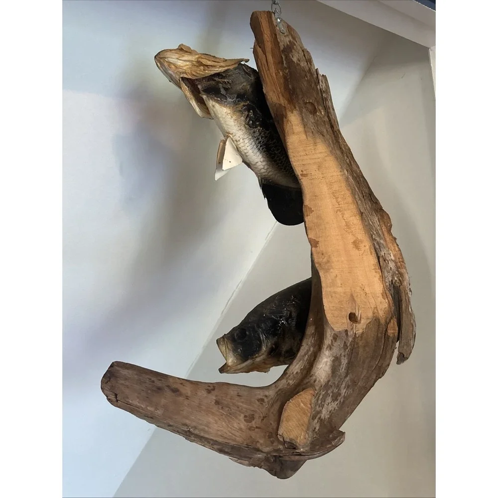 2 Fish Taxidermy Wall Mount on Driftwood (Crappie? Smallmouth Bass? - 14
